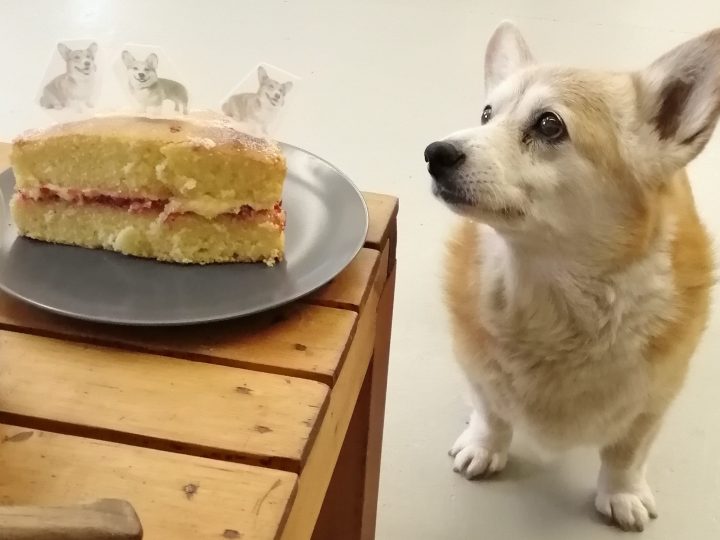 The World’s Biggest Coffee Morning at Corgi Café